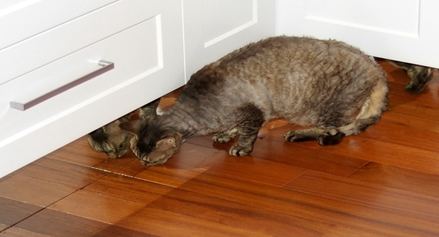 Adelaide Kitchen Companies making Custom Cabinetry